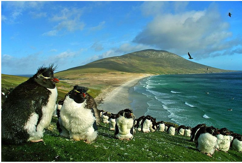 Iles Malouines pingouins