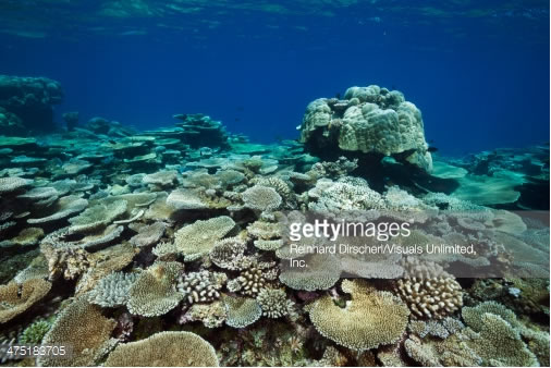 table corails le recif thaa atoll maldives